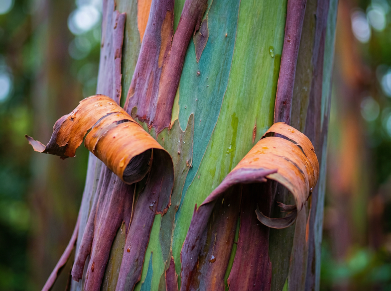 小马拉大车植物视频演示
