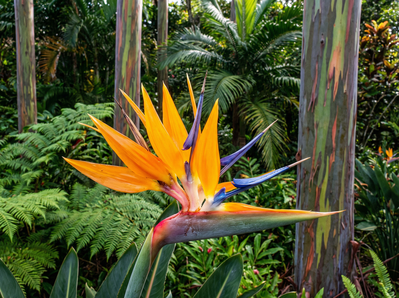 小马拉大车植物测评视频