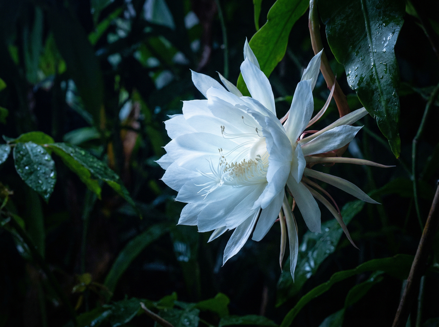 小马拉大车稀有植物视频