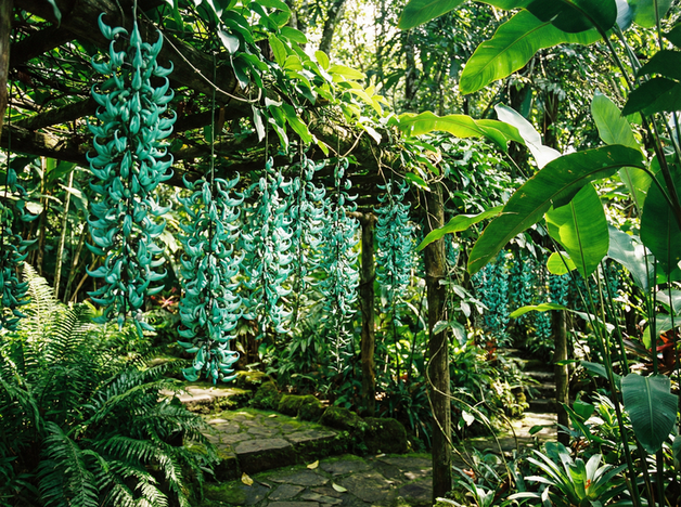 小马拉大车植物视频展示